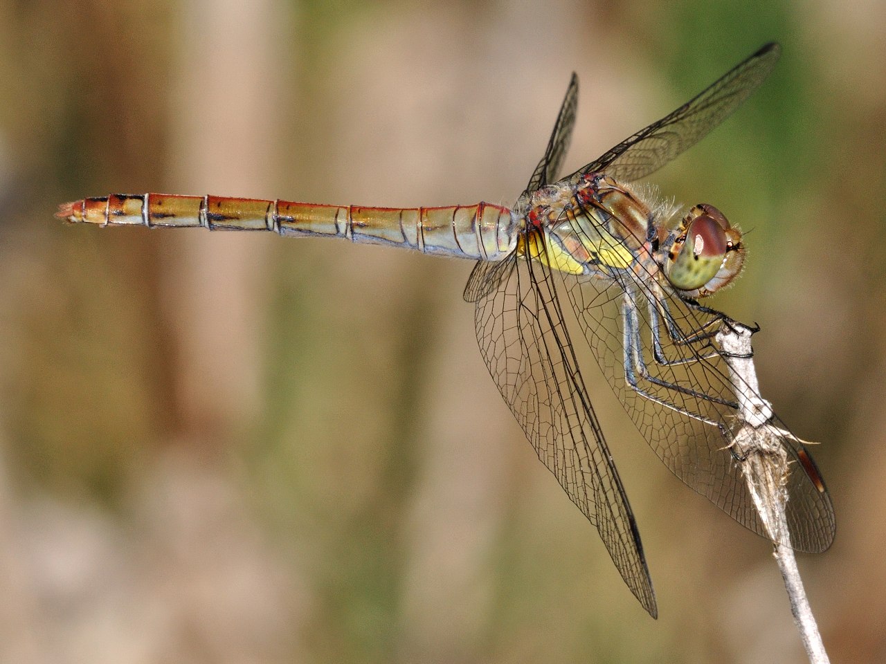 ID Libellula N.1 - Sympetrum striolatum (femmina)